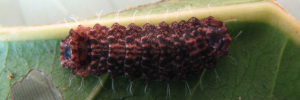 Hypochrysops elgneri barnardi - Final Larvae